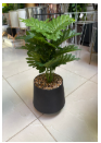 MATERA PENTAGONO NEGRO BIG + PLANTA ARTIFICIAL CELLUM