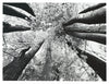 Ananya Wall Art | Black/White | Ancho: 1219.2 - Alto: 914.4 - Prof : 44.45